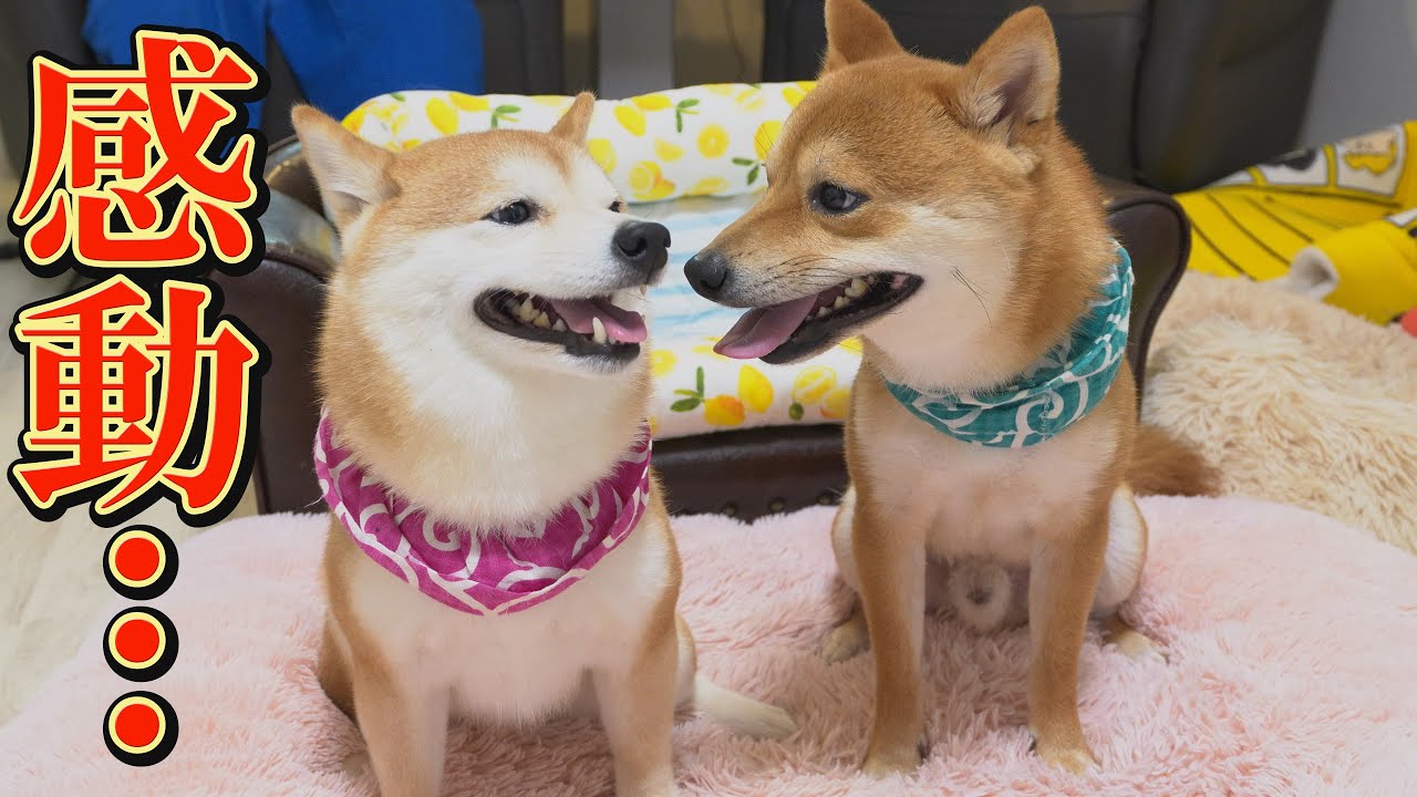 弟が不機嫌な兄に怒られると、まるで母親のように必死に守る姉柴犬の姿に感動しました。