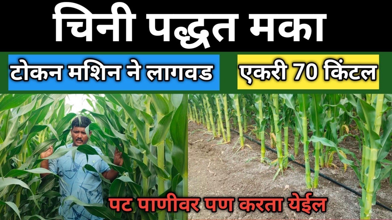 चिनी पद्धत मका पिकाचे नियोजन कसे करावे | chini paddat Makka niyojan