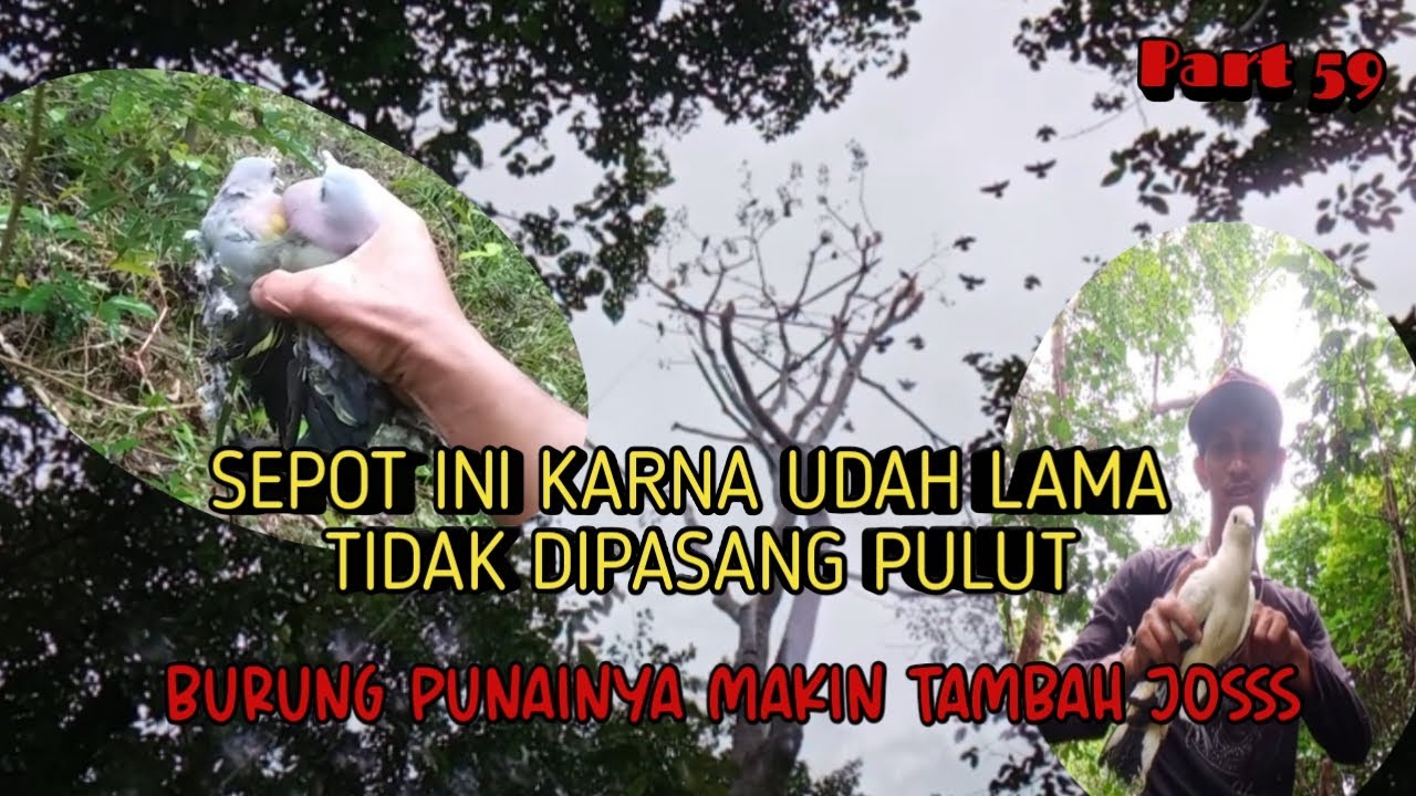 Mulut Burung Punai disepot lama dan ternyata burung Punainya makin ramai...