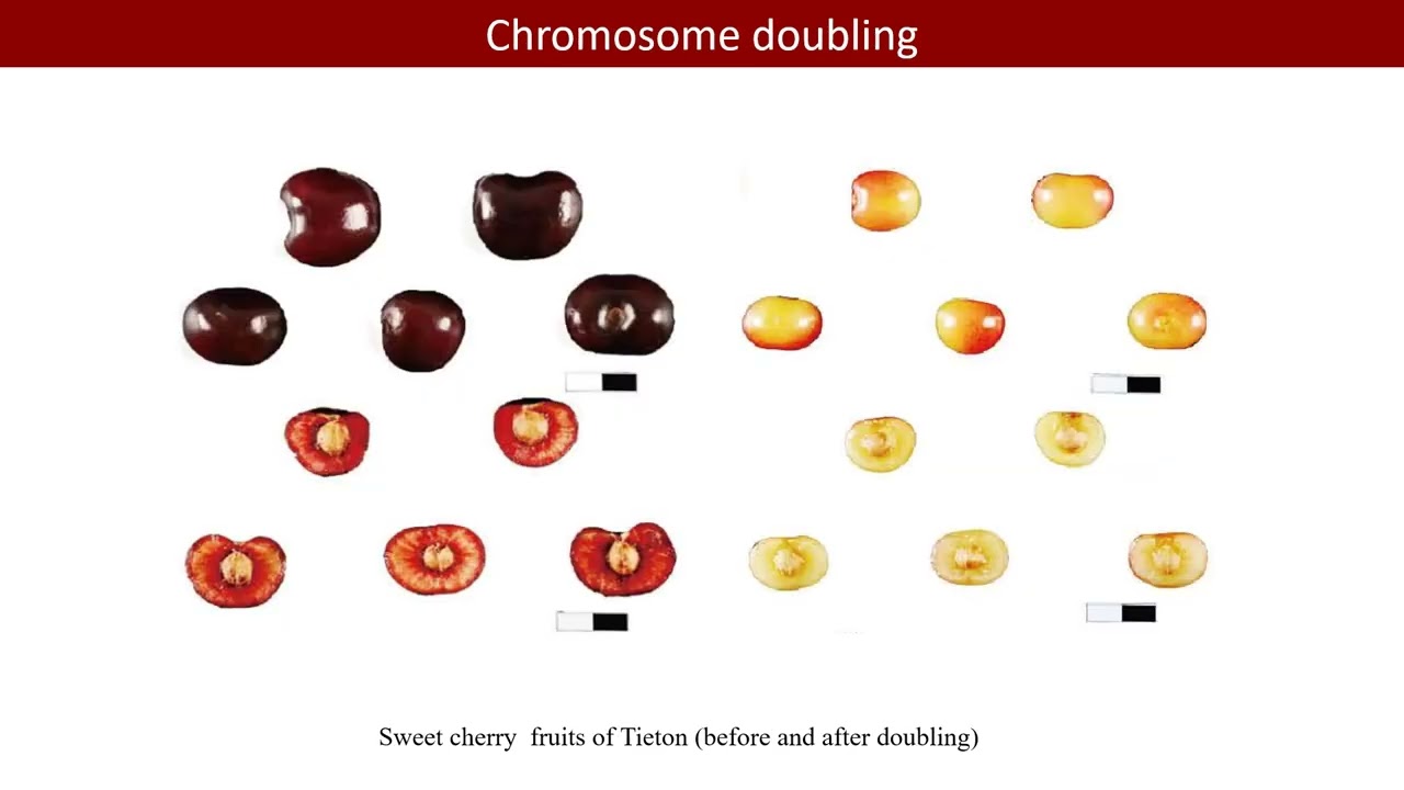 iMeta | Color change-related genes of chromosome doubled sweet cherry from T2T genome assembly