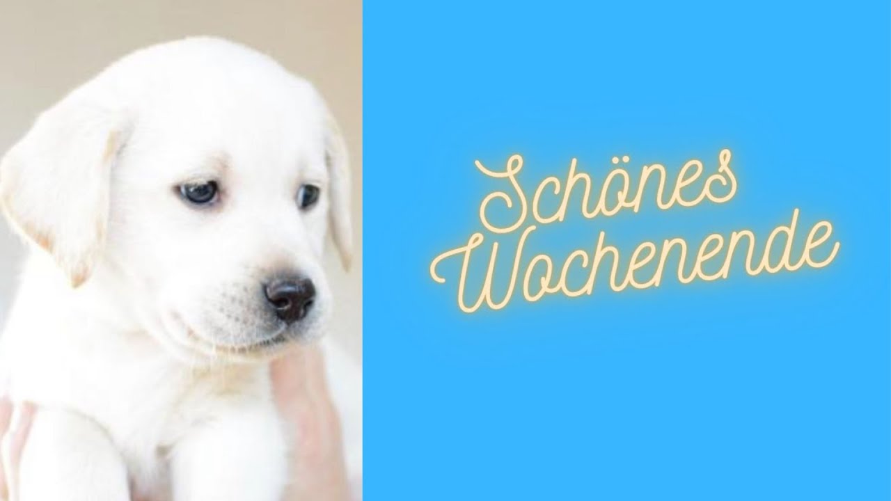 Ich w&uuml;nsche Dir ein wundersch&ouml;nes Wochenende mit einem super Sonntag  - Tierische Wochenendgr&uuml;&szlig;e