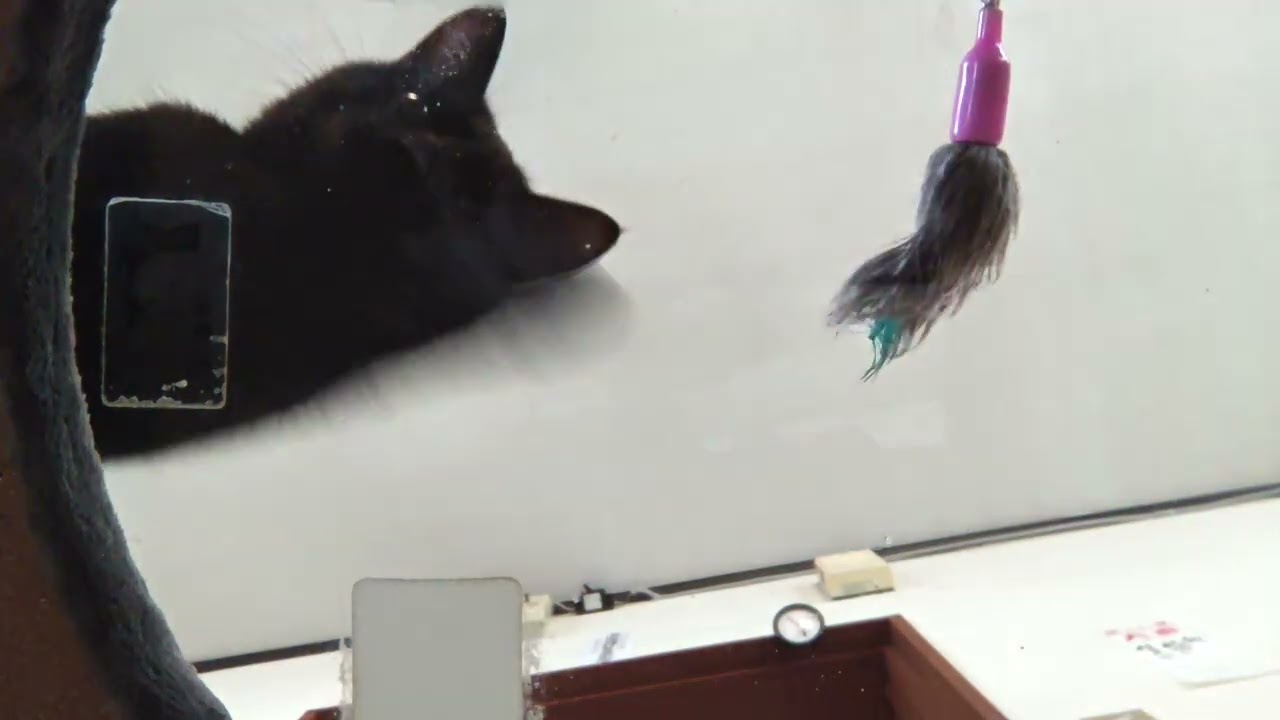 肉球を撮影したい！：黒猫　アオイ編【猫動画】