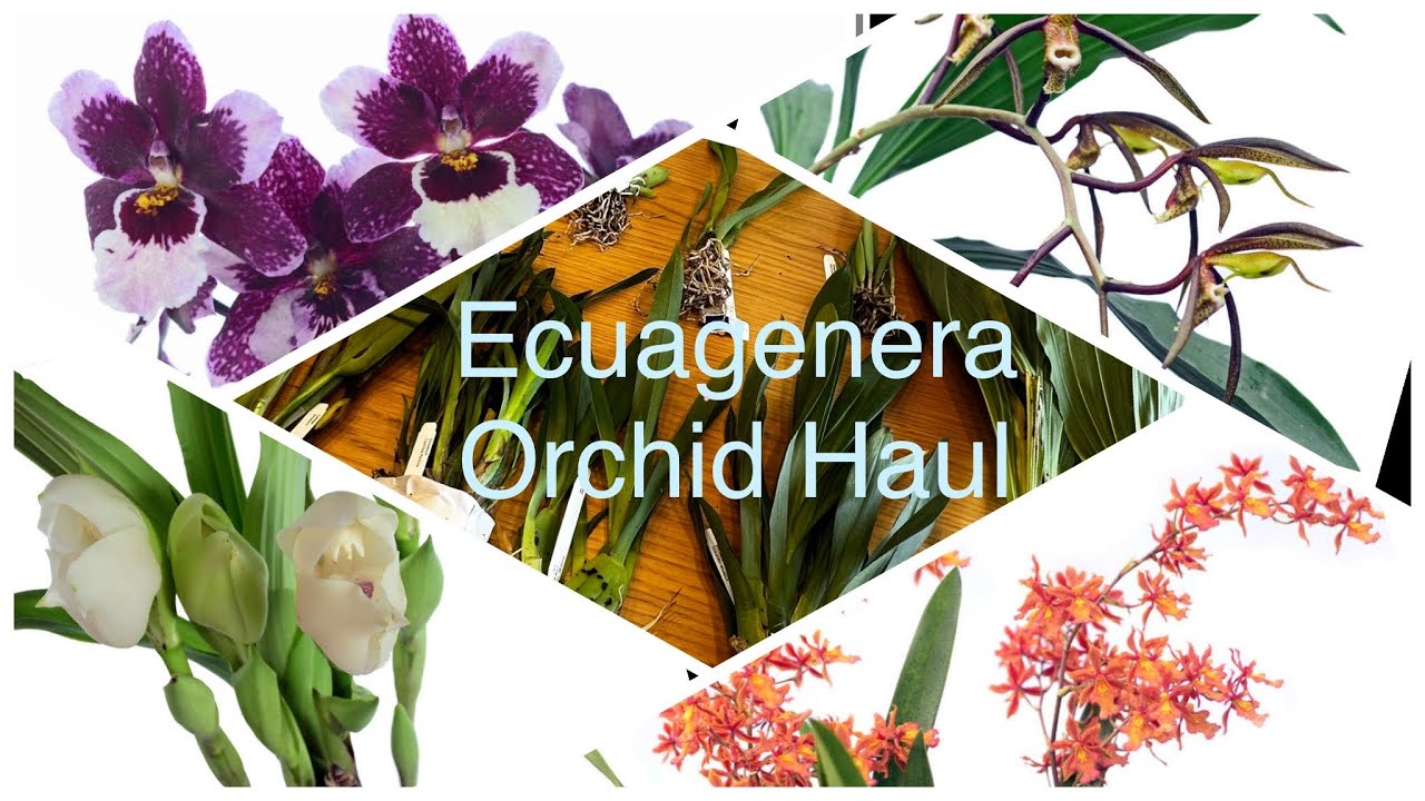 Ecuagenera Orchid Haul 厄瓜多尔进口兰花