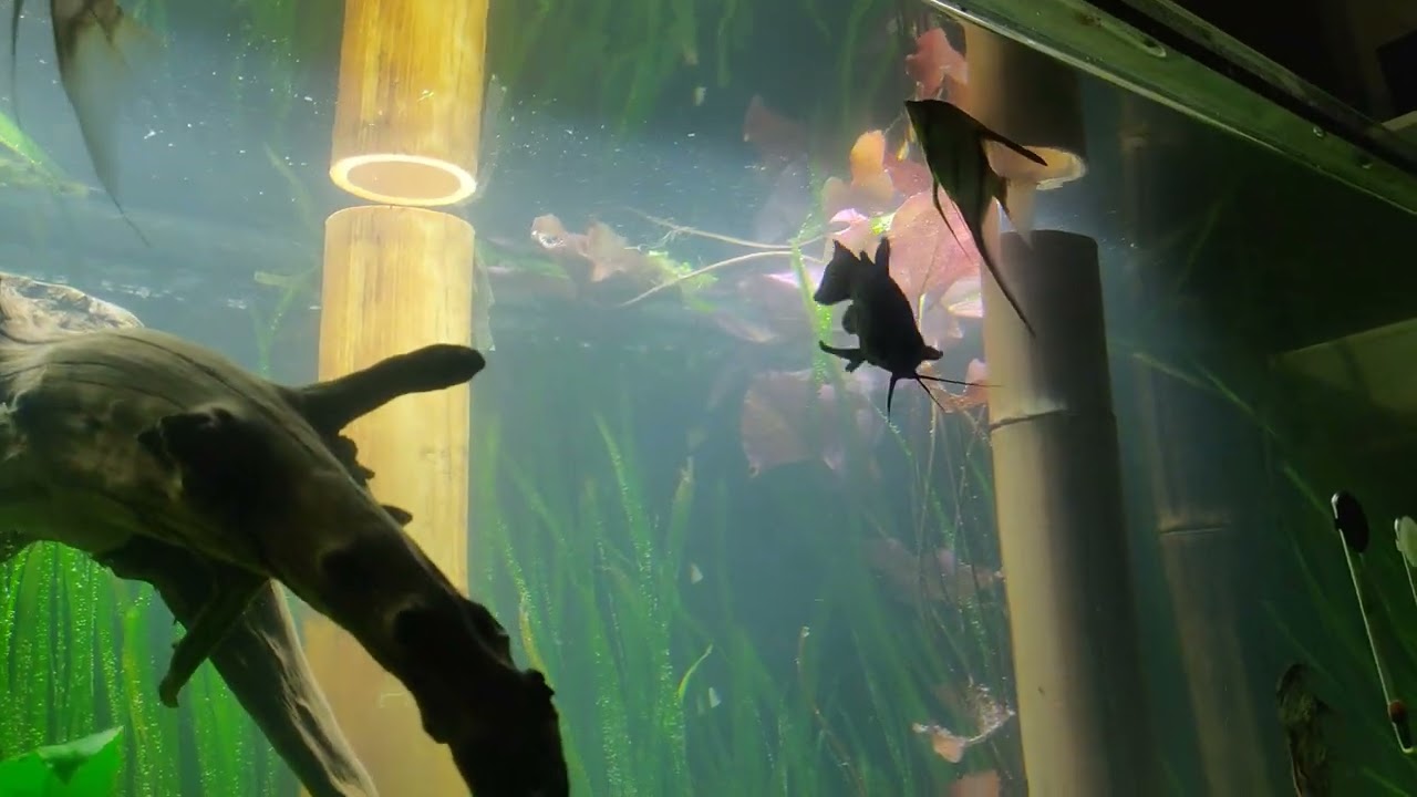 Schwielenwelse Megalechis thoracata/Hoplosternum thoracatum im 840 Liter Aquarium