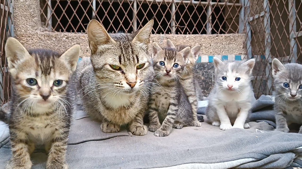 Six kittens exhausted their mother cat with their numerous demands for milk
