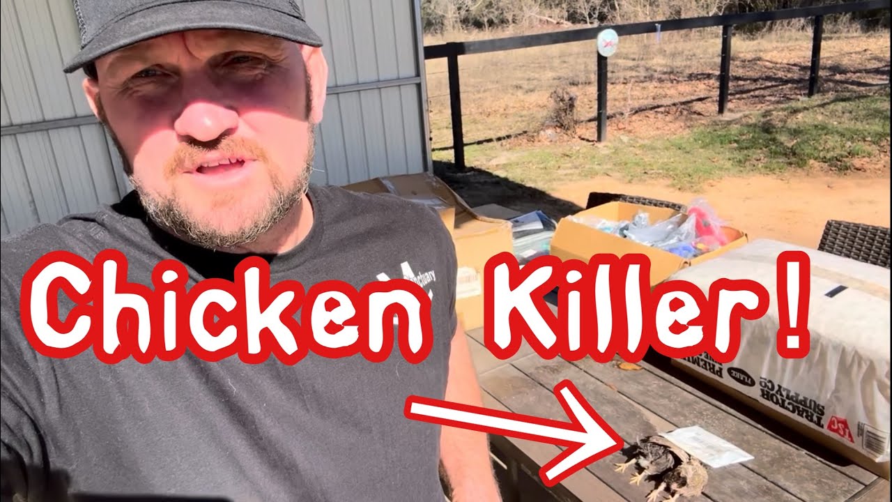 How I Stopped The Chicken Killer! 