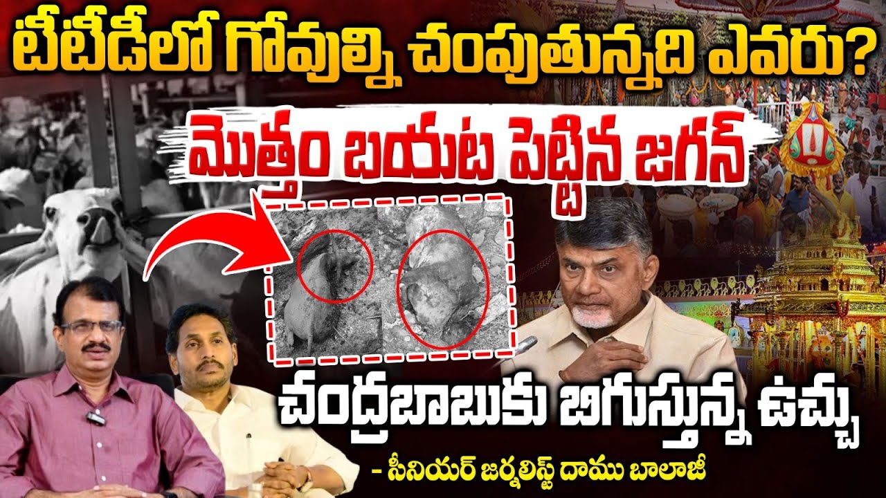 టీటీడీ గోవుల మృతి?? || Jagan anger over Tirumala Cows Incident | TTD Goshala | RED TV Telugu