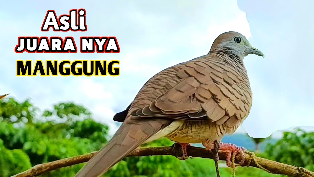 Suara Burung Perkutut Lokal Manggung Mengundang Lawan Agar Bunyi