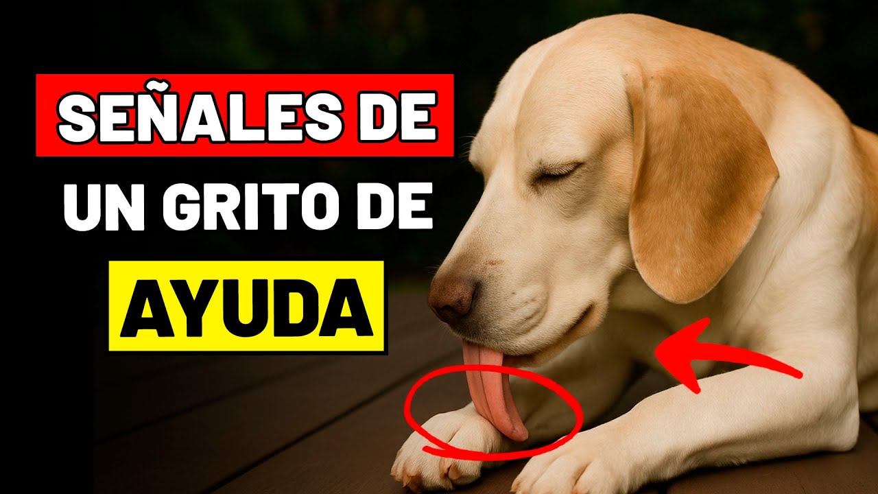 5 COMPORTAMIENTOS EXTRAÑOS que tu PERRO muestra cuando está SUFRIENDO en silencio
