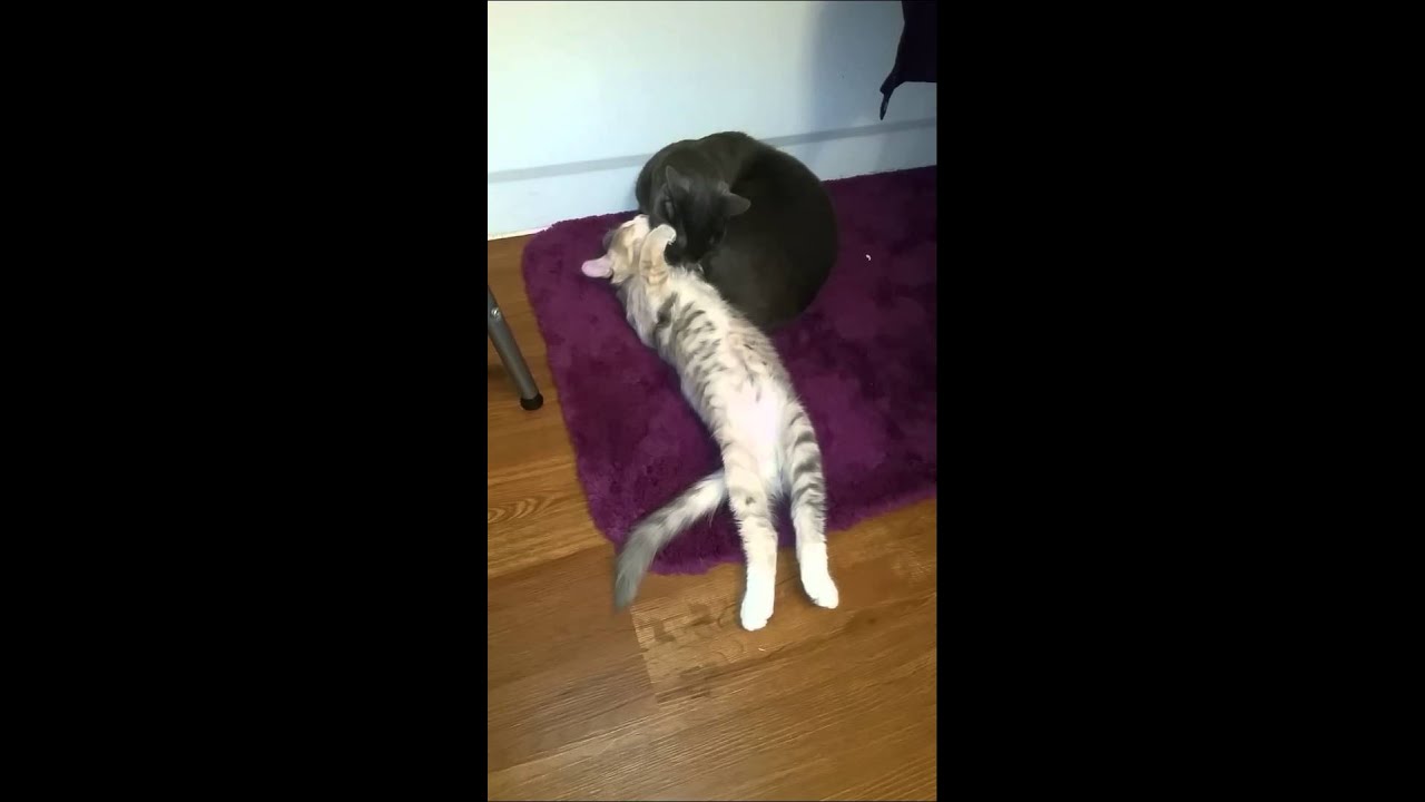 Cutest cat grooming kitten video ever!
