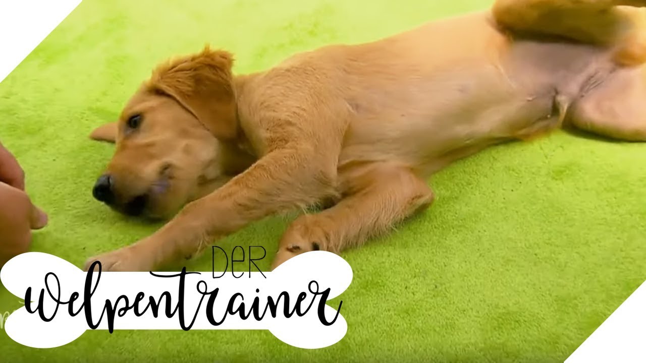 Spiel tot! Wie lernt mein Hund den Trick? | Der Welpentrainer | sixx