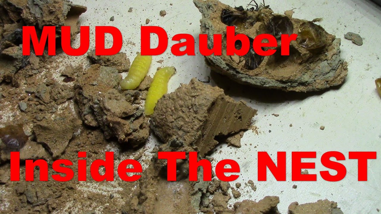 What is a MUD DAUBER  LOOK inside the NEST