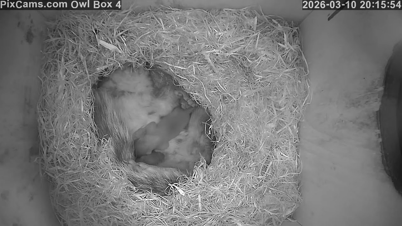Newly born baby gray squirrels in Owl Box 4 3/10/2026