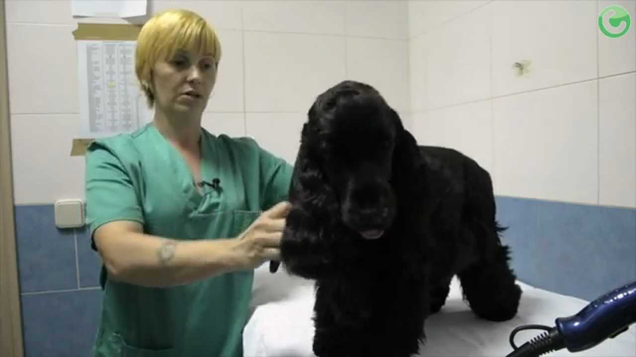 La experiencia de Rosalinda, Ayudante Técnica Veterinaria