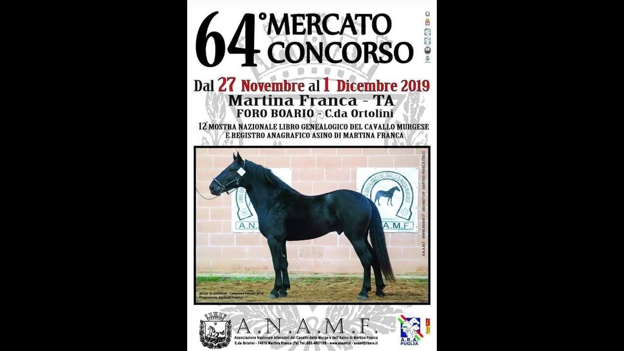Campionato Nazionale Stalloni Cavallo Murgese CAT  3 Anni