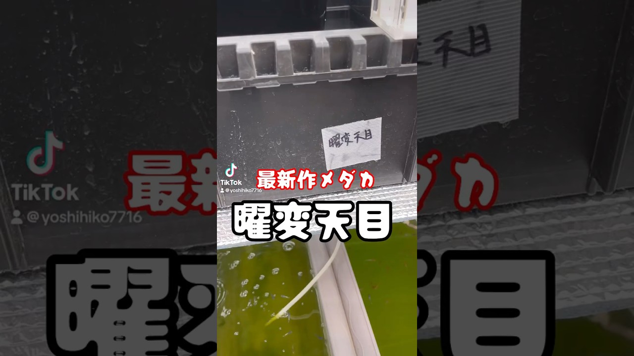 夢中めだかさんの最新作　曜変天目を見て来ました
