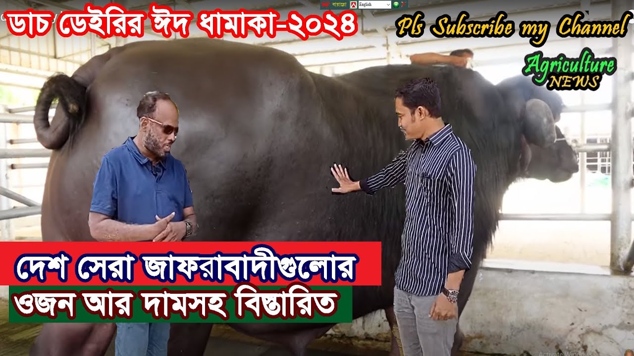 ডাচ ডেইরির জাফরাবাদী, নিলিরাভি, মুররাহ আর এলবেনো মহিষগুলো দেখুন | dutch dairy | buffalo collection