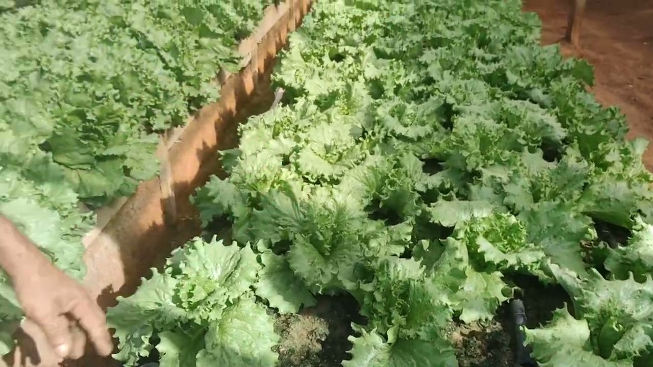 a areia tem que ter água pra vcs ter produção igual essa