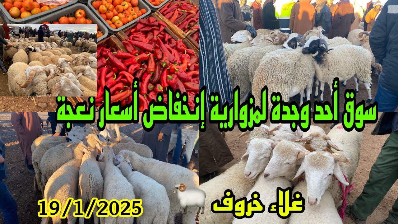 مباشرة من سوق أحد وجدة لمزوارية طريق جرادة مع انخفاض أسعار نعجة حولي كبير غلاء خروف صغير