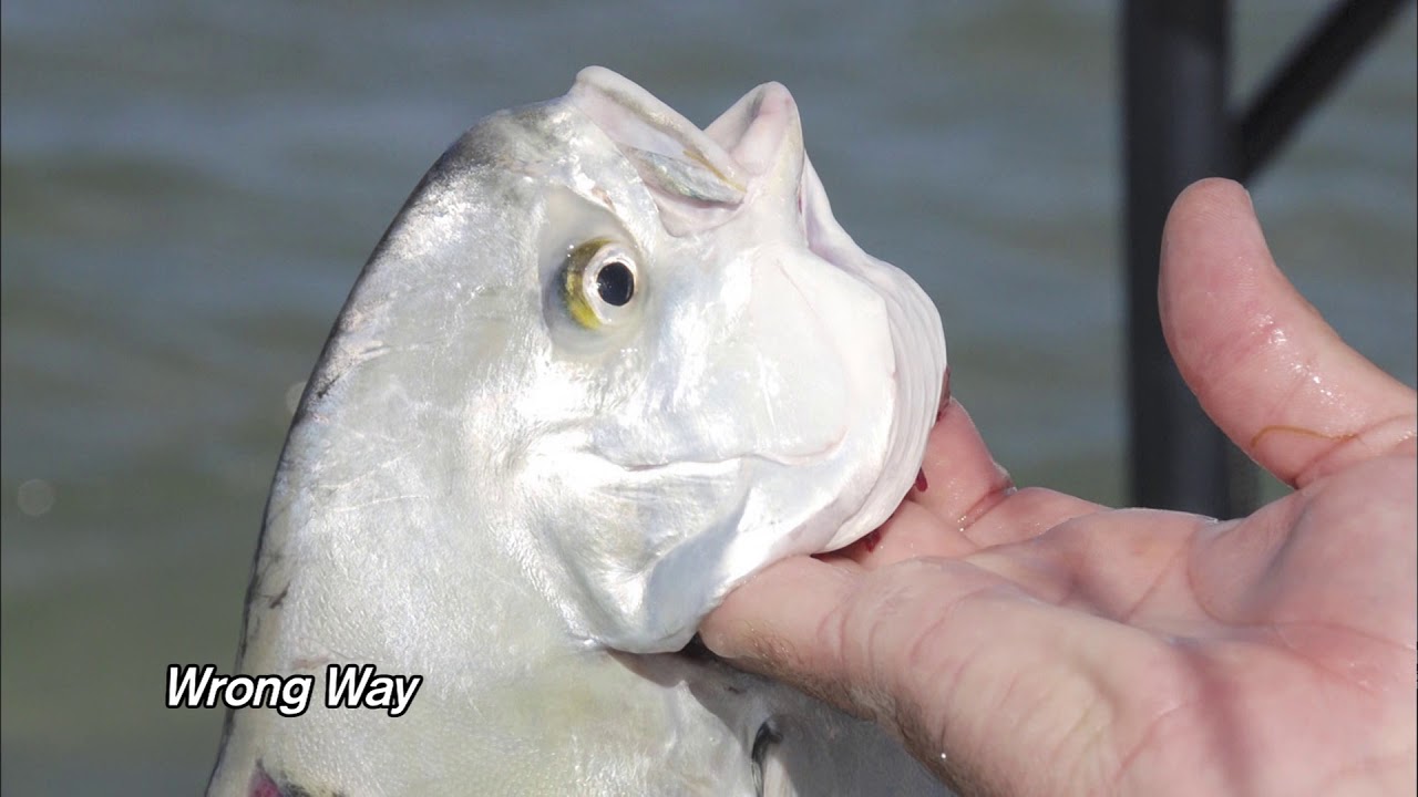 A Conservation Minute: How to Hold, Not Hang- A Guide to Proper Fish Handling