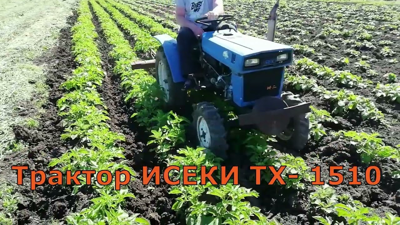 Междурядная обработка картофеля долотьями  минитрактором Исеки ТХ-1510. Как растет картофель.