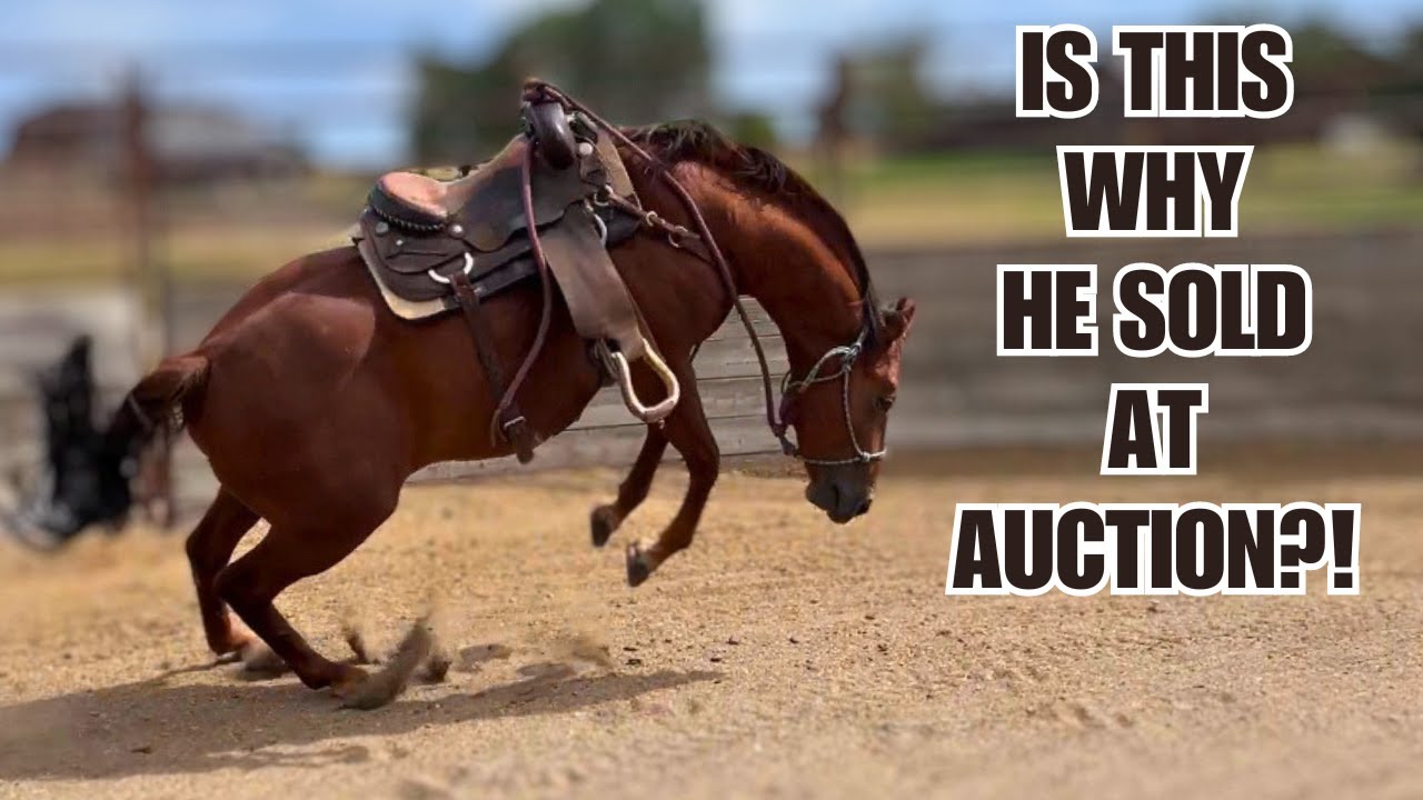 $300 Auction horse ~ First time with saddle