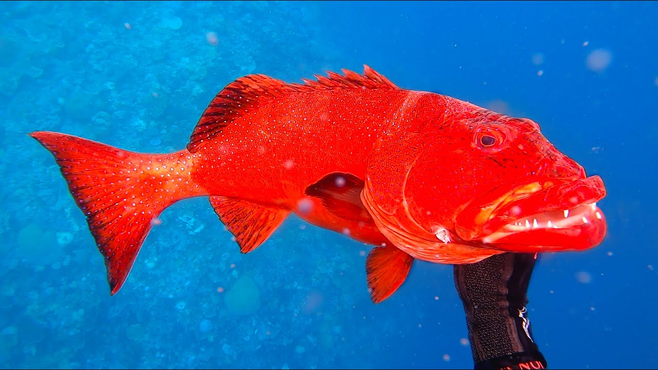 Spearfishing Fiji Reef and Goodbye to my Island- Day 3