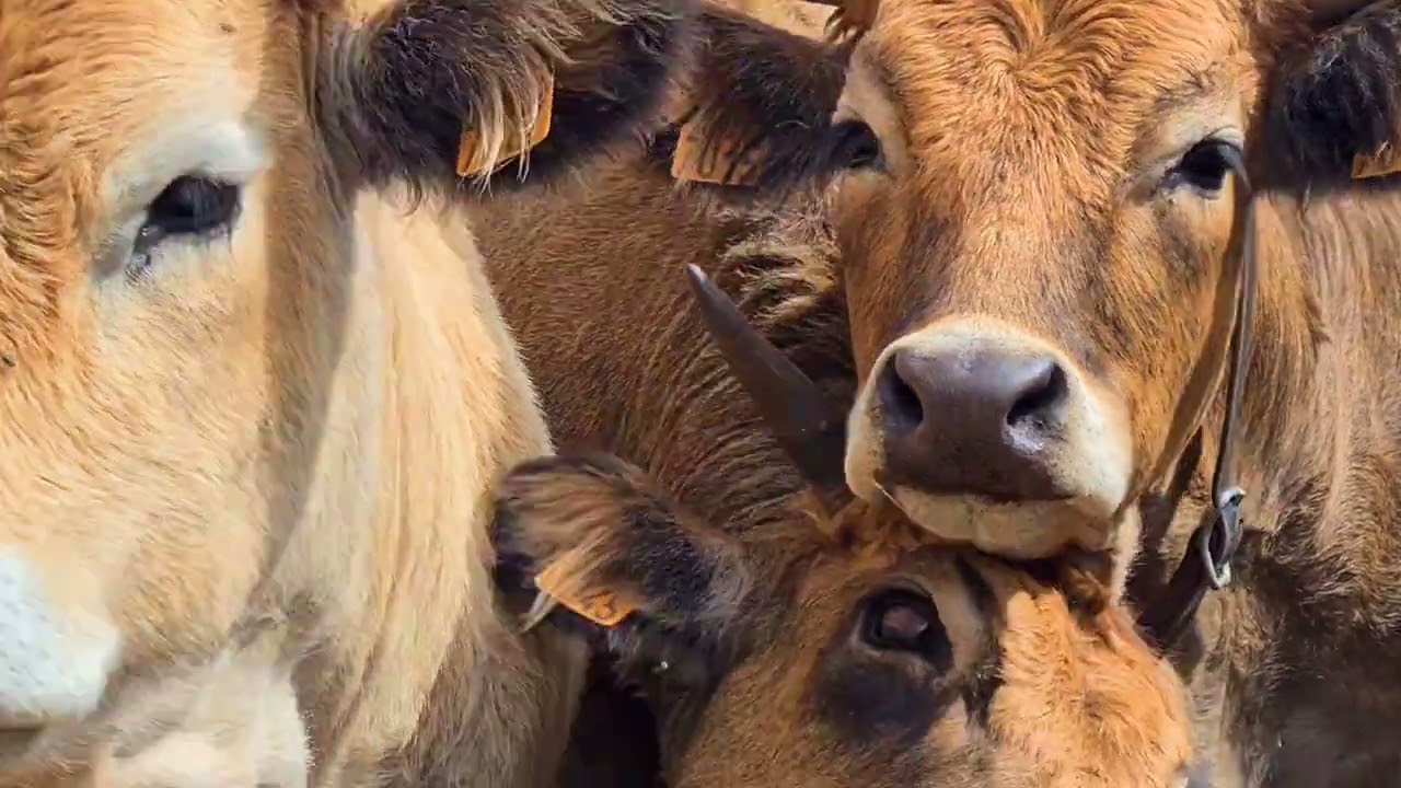 plateau de l' Aubrac   septembre 2023