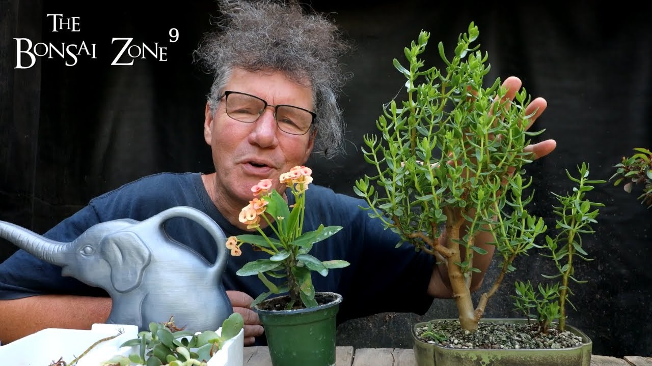 Crown of Thorns, Jade and New Succulents, The Bonsai Zone, July 2022