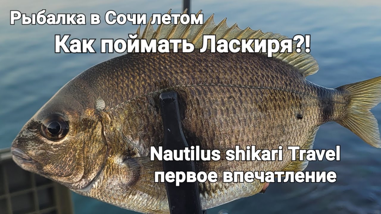 Рыбалка в Сочи летом. Ловим рыбку на чёрном море спиннингом Nautilus shikari travel.