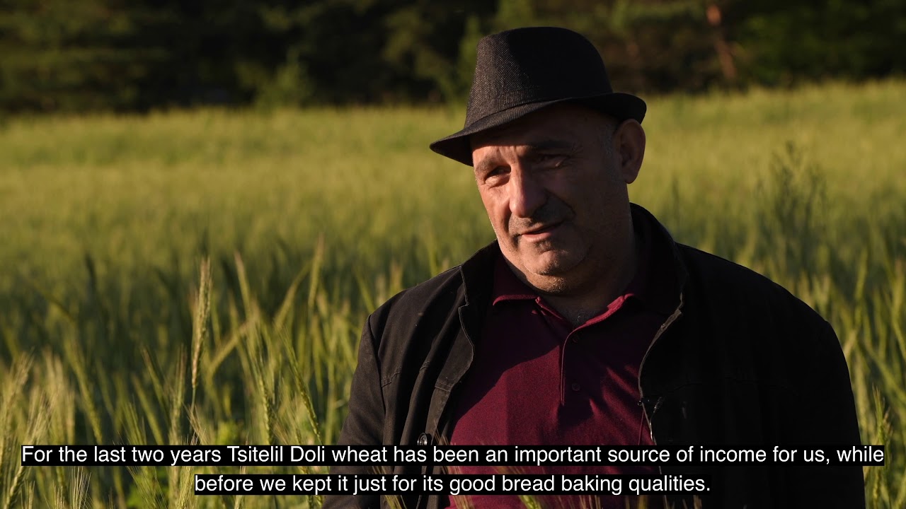 „ქართული ხორბლის ამბავი“ (მოკლე ვერსია) / “Story of Georgian Wheat” (short version)