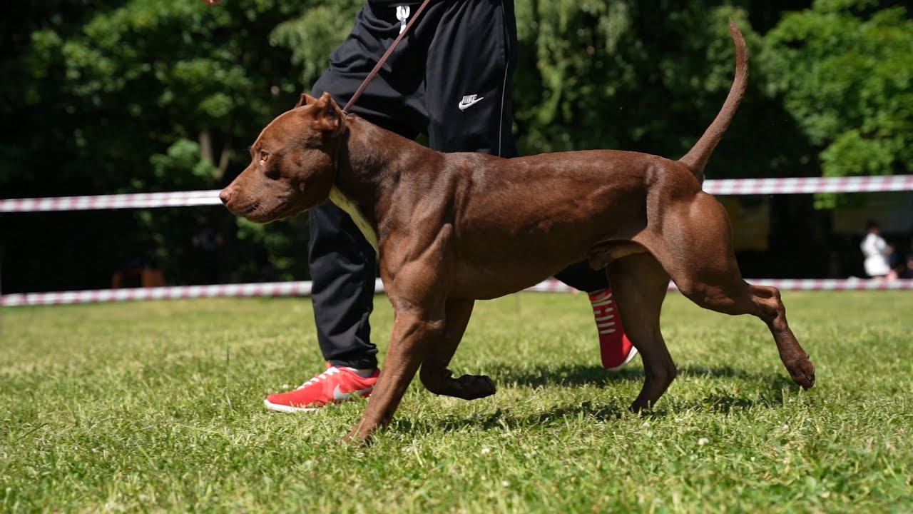 APBT REDVOLCAN'S ODIN AND APBT VISTA ALEGRE. Pitbull Show 