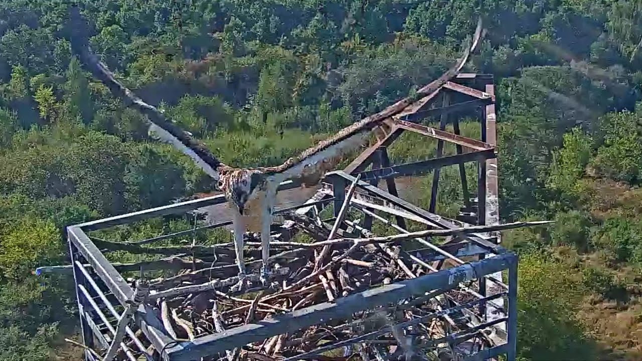 Fischadler/&Agrave;guila peixatera Goitzsche Wildnis - No, no he marxat 😅 (27.08.2024)