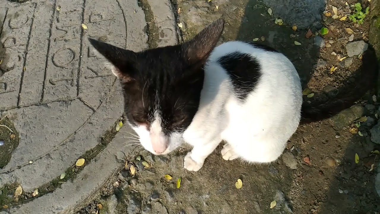Friendly INDIAN STREET CAT || How To Make STREET CAT Friendly || STREET CAT VIDEOS || Meow Cat