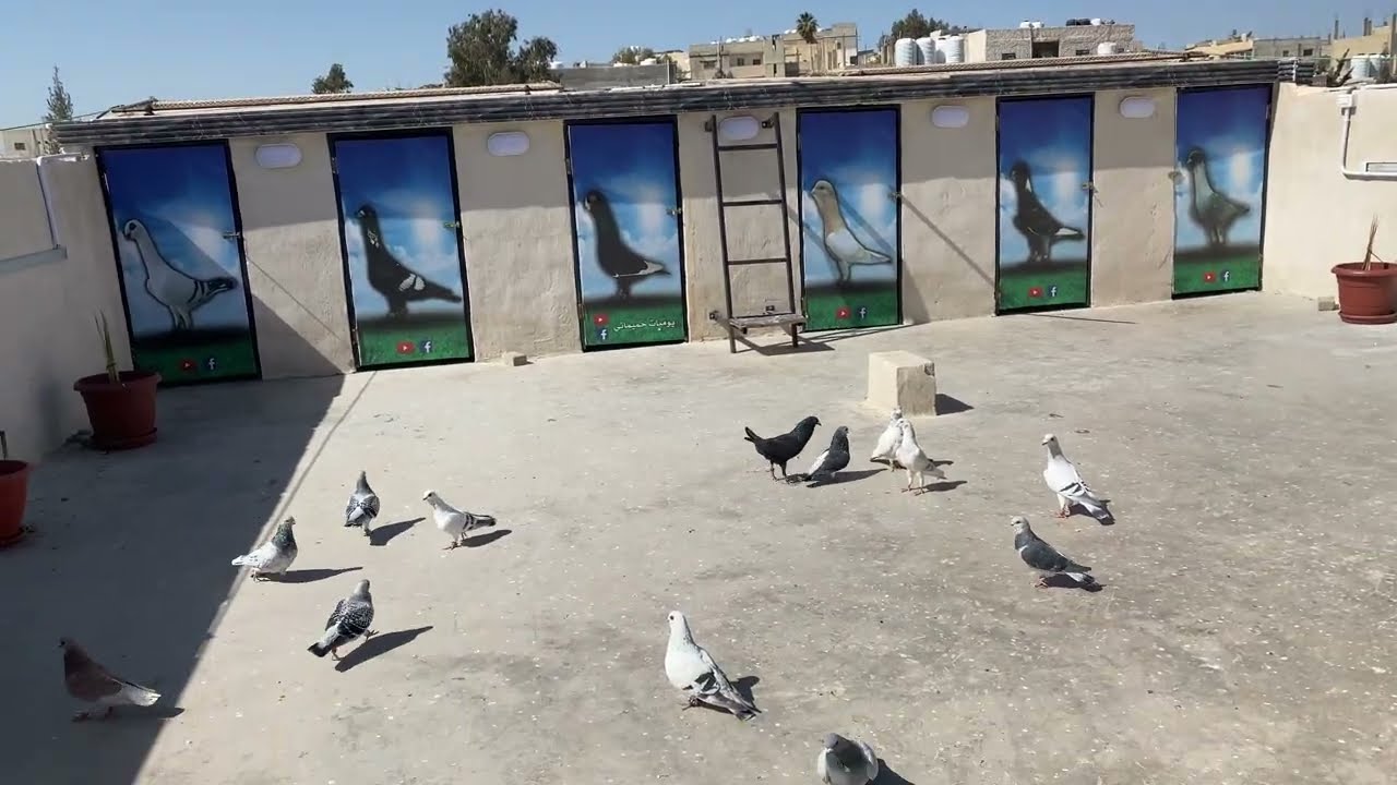 خلصنا مع الحمام الجديد وهاي النتيجه 🔥😱