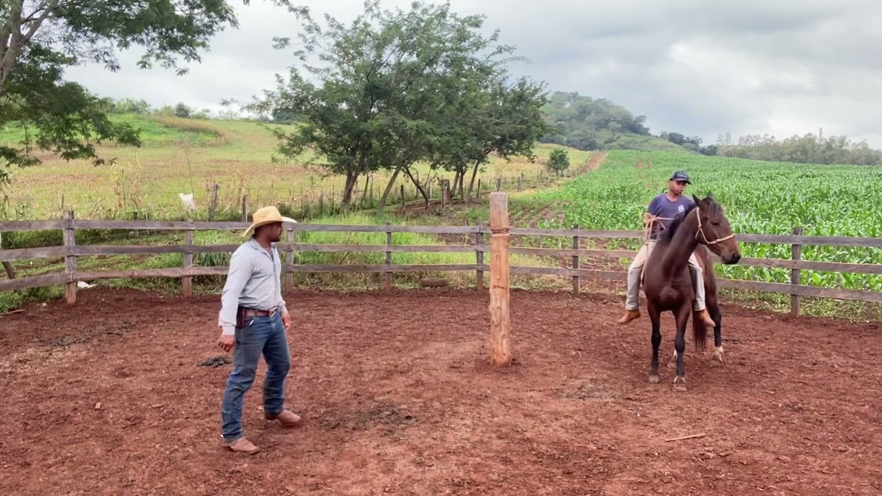 Cavalo violento? Aprenda a domá-lo sem se machucar