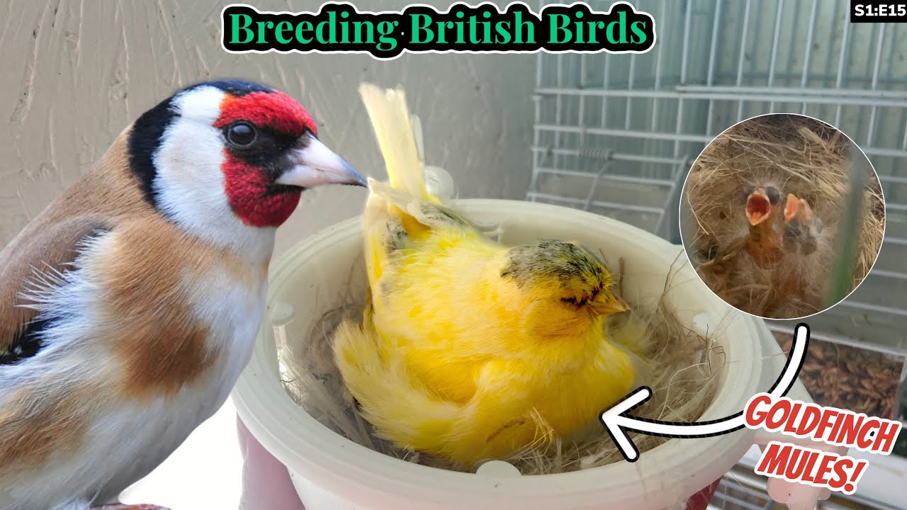 Goldfinch Mules & the FINAL Round | Breeding British Birds S1:E15