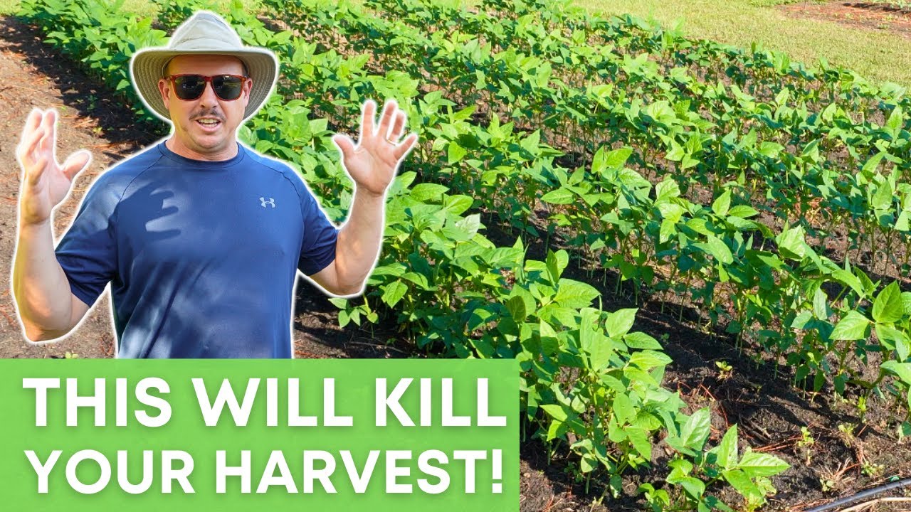 STOP Overfertilizing These Vegetables!