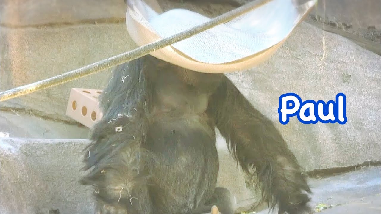 Gorilla 🌸Paul is hiding his face, Cute Funny Paul❤️ポールくん　顔を隠して見た😁面白いゴリラ😁🌟