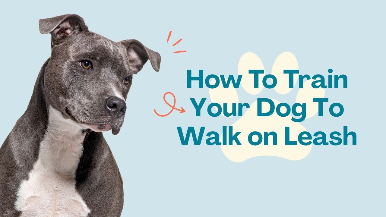 Loose Leash Walking Tutorial