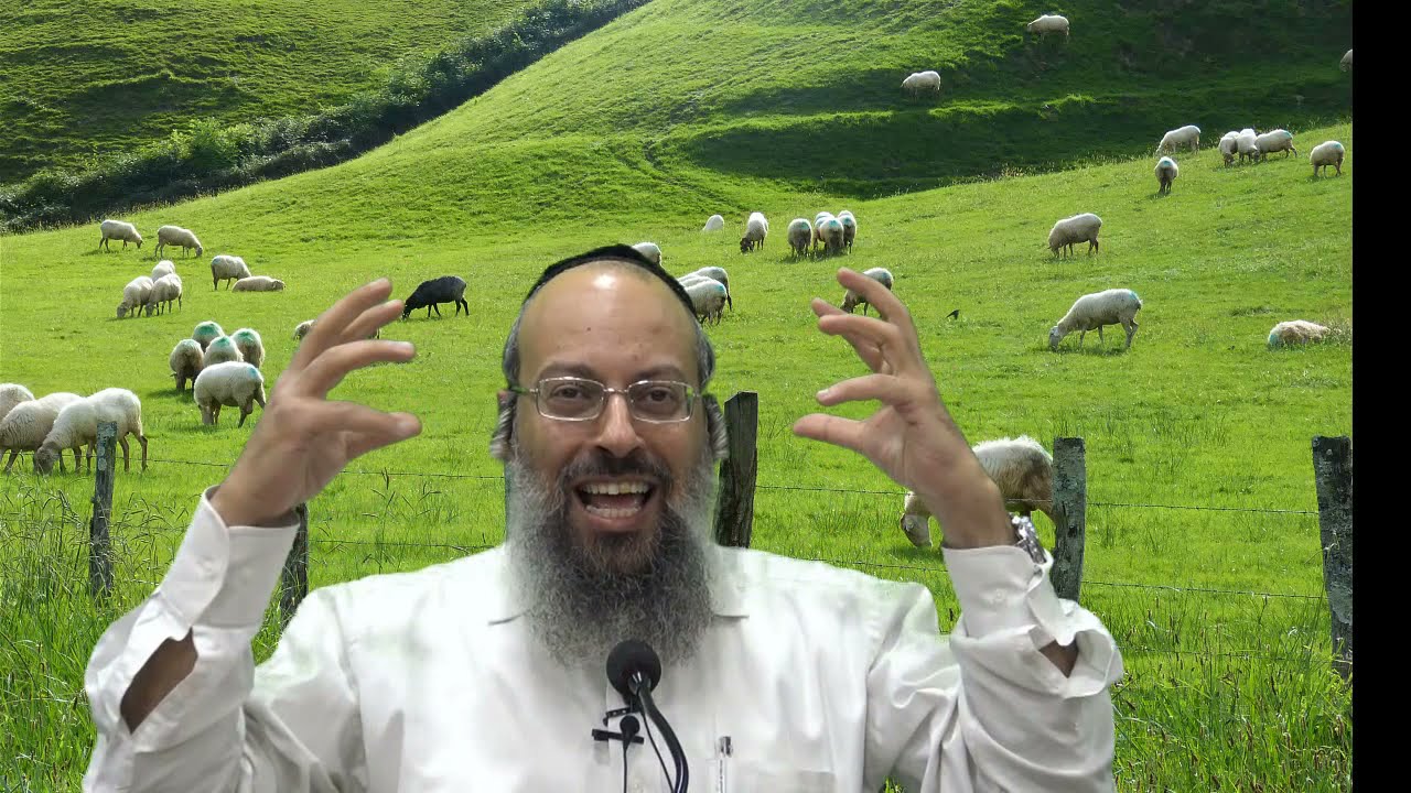 פרשת כי תשא | השור הגדי והכבש | חטא העגל HD