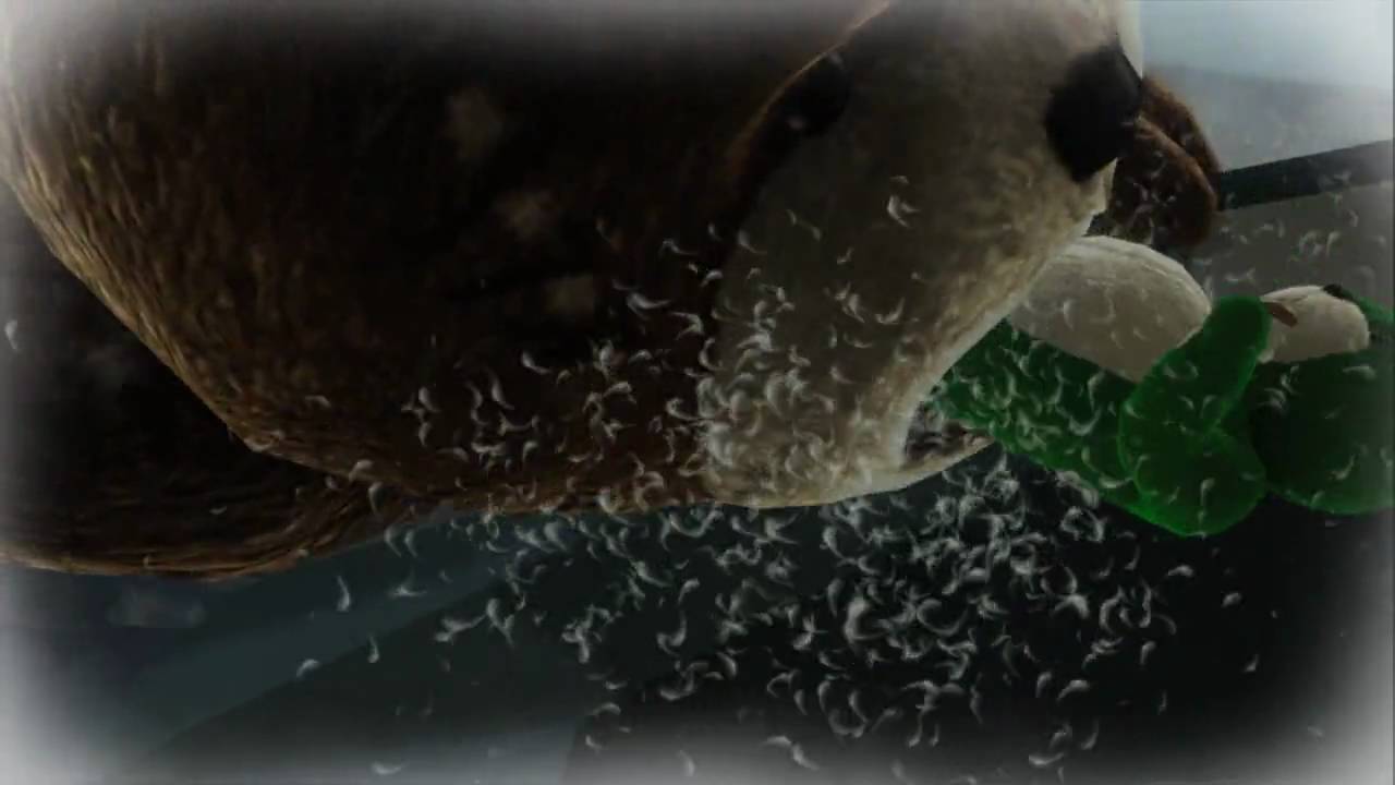 Naughty Bear 'JAWS Trailer' TRUE-HD QUALITY