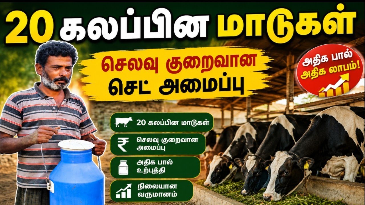 20 மாடுகள் கொண்ட பண்ணை | 20 animals Dairy farm 