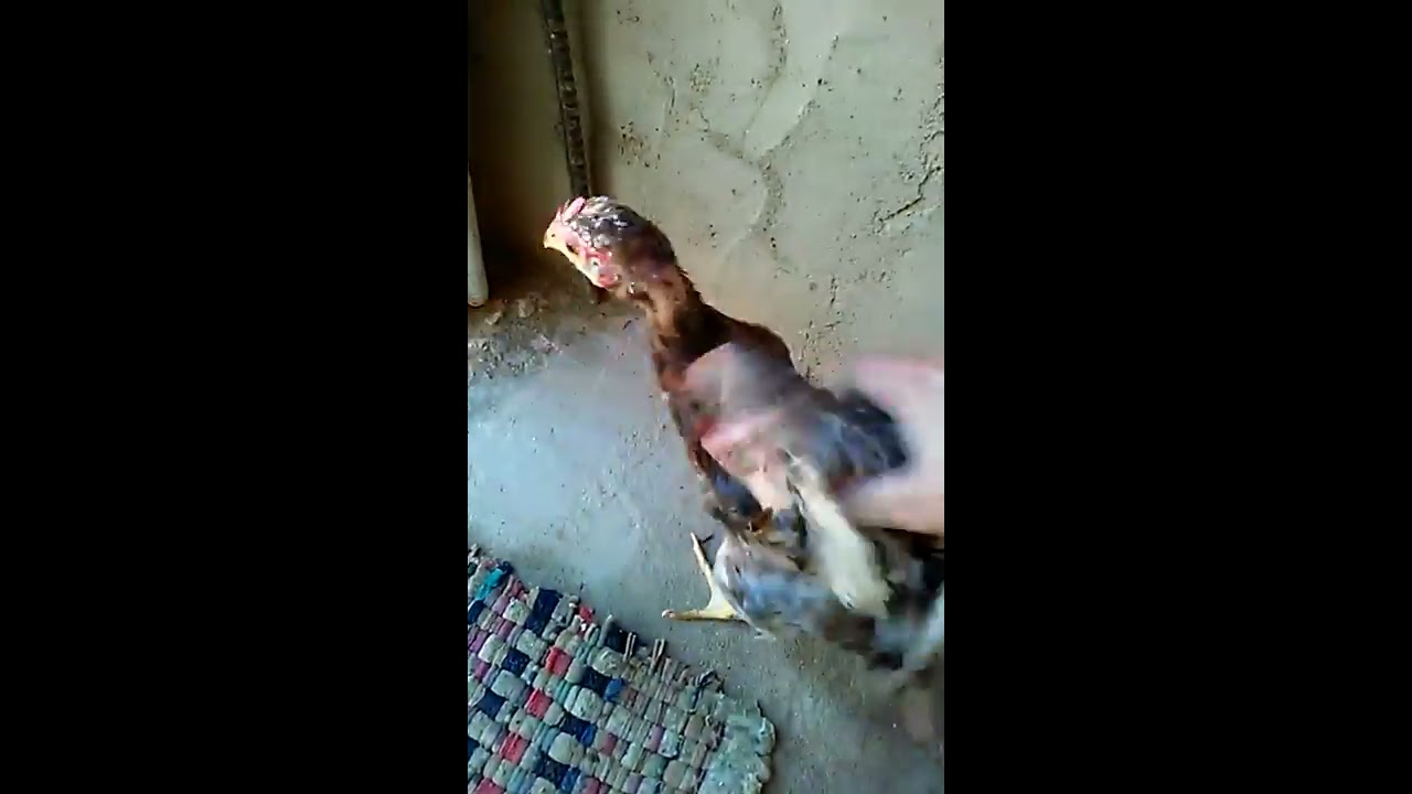 FRANGO QUEBROU 2 PERNAS VEJA COMO ELE ESTÁ HOJE E UMA FRANGUINHA TA C 1 PERNA QUEBRADA .