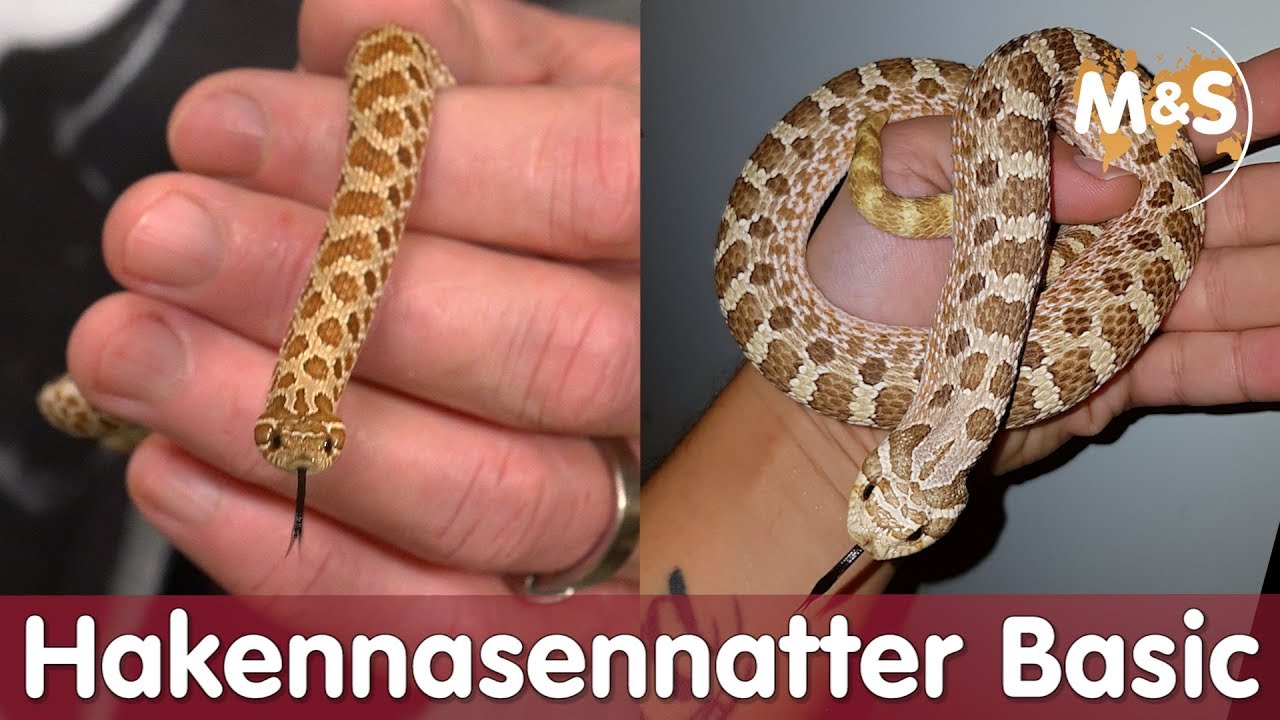 Westliche Hakennasennatter | Basic | Reptil TV