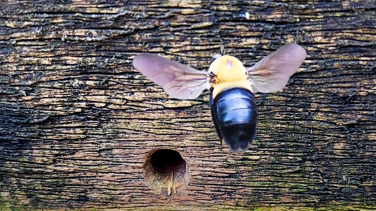 🐝Carpenter Bees🐝FRIEND or FOE?👨‍🌾#carpenterbees