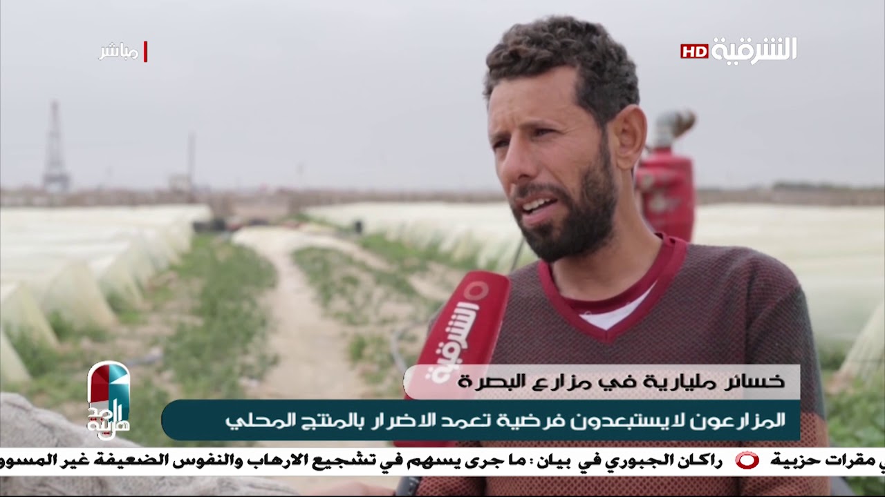 خسائر مادية كبيرة تقدر بالمليارات تصيب مزارع الطماطم بالبصرة