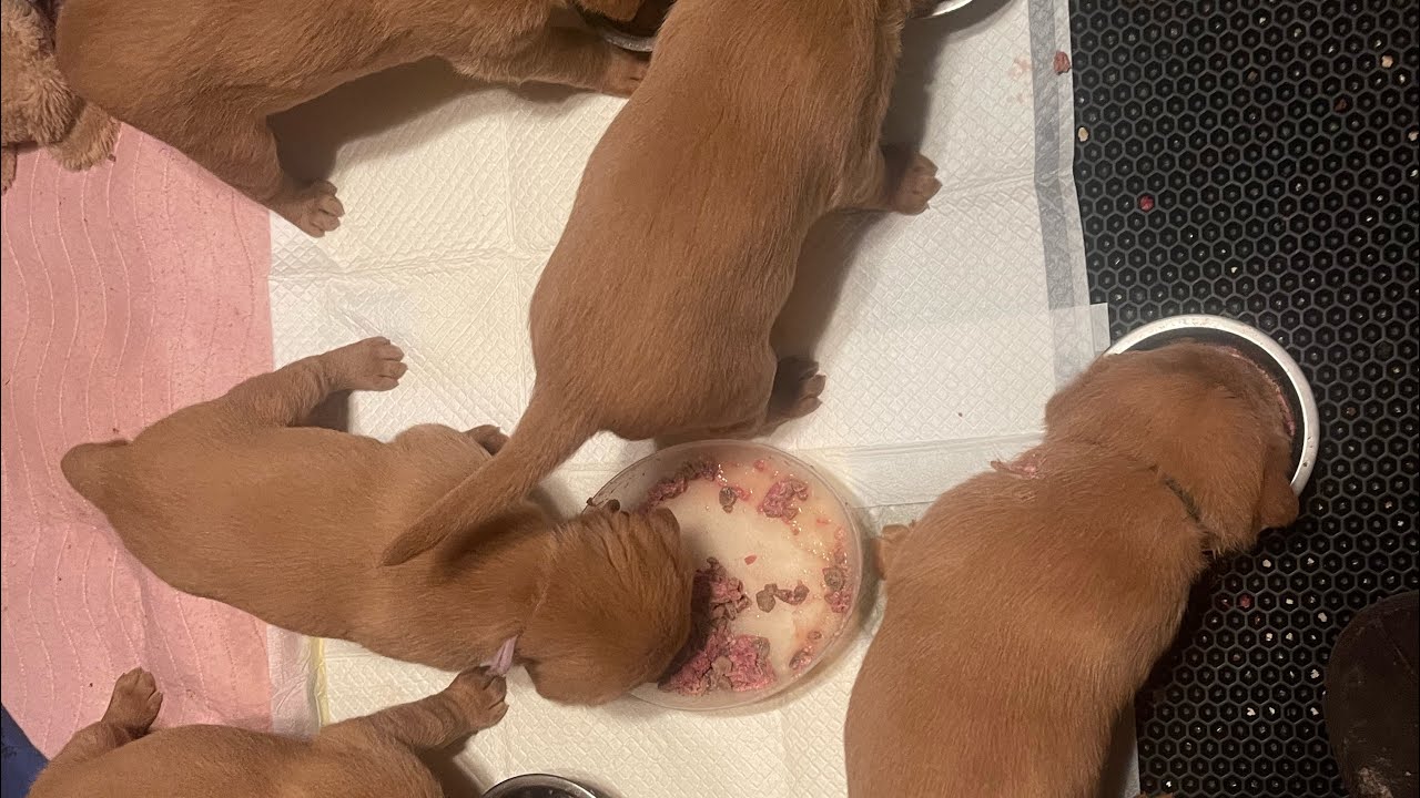 4,5 weeks old fox red Labrador puppies
