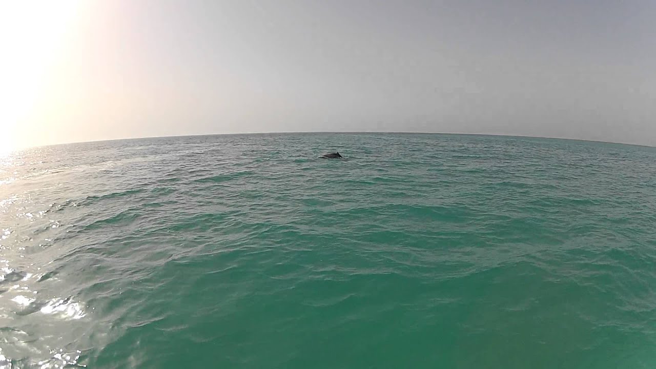 Dolphin in Abudhabi by ludovic caumont