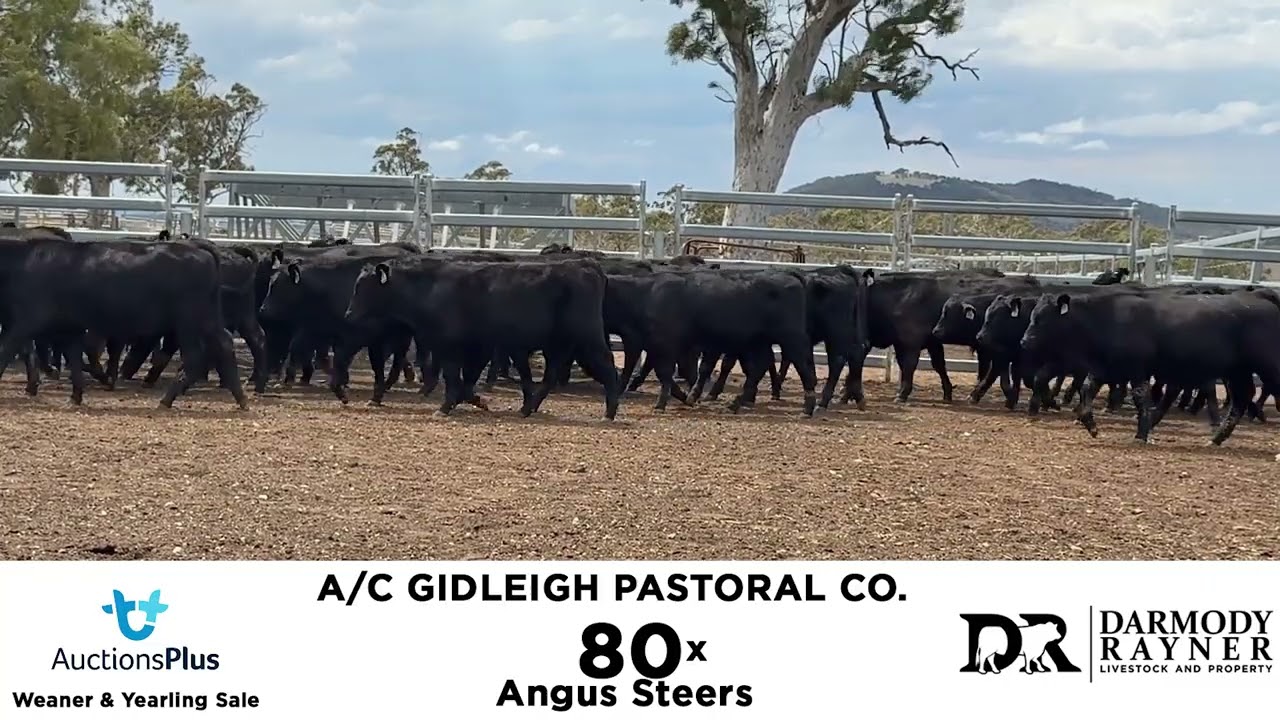 Darmody Rayner Livestock & Property A/c GIDLEIGH PASTORAL COMPANY - 80 x Weaner Steers